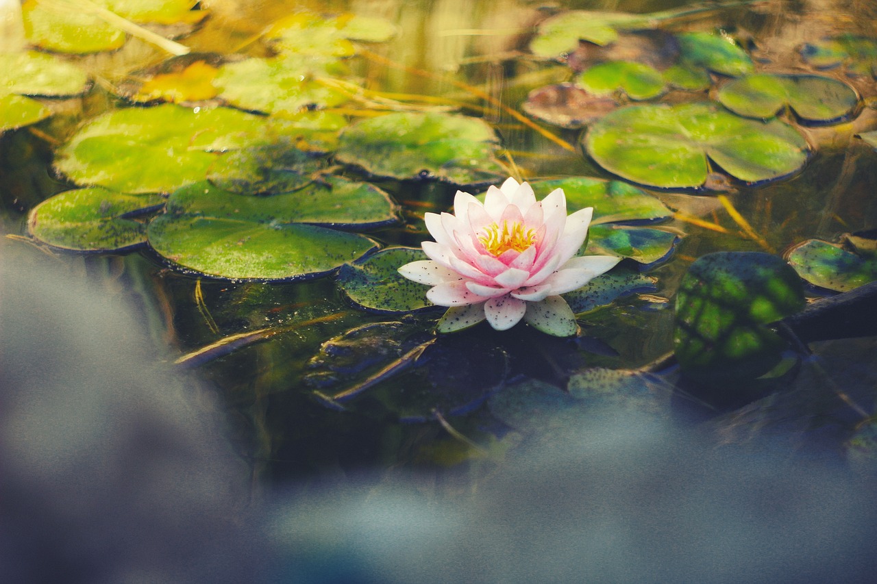 Lotus365 App Download: Step-by-Step Guide for India (2027)